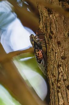 夏の終わりを告げるツクツクボウシ02 ツクツクボウシ,セミ,蝉の写真素材