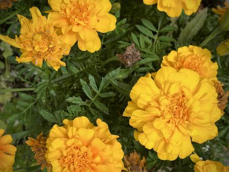 黄色いマリーゴールド 01 マリーゴールド,花,黄橙色の写真素材