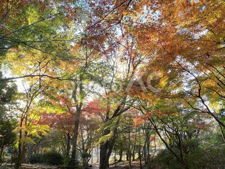 晩秋の紅葉の森・色つく木々 モミジ,もみじ,色づくの写真素材