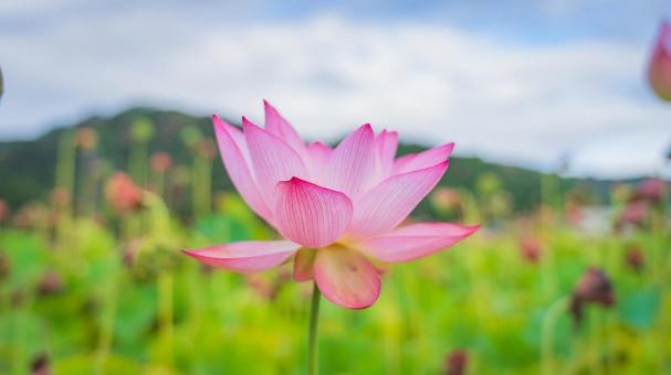 蓮の花 蓮の花の写真