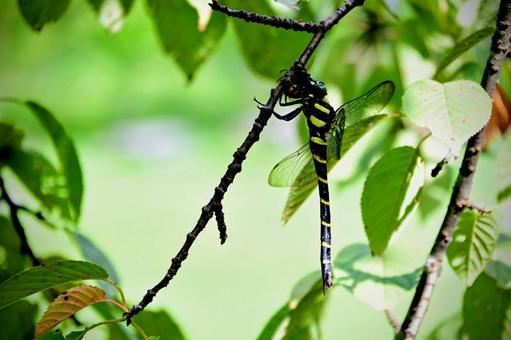 緑の中の、黒と黄のコントラスト 緑の中の、黒と黄のコントラスト オニヤンマ,トンボ,昆虫の写真素材