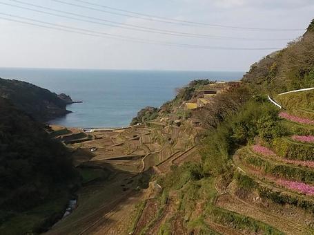 海が見える浜野浦の棚田 海が見える浜野浦の棚田 玄界灘,棚田,佐賀県の写真素材