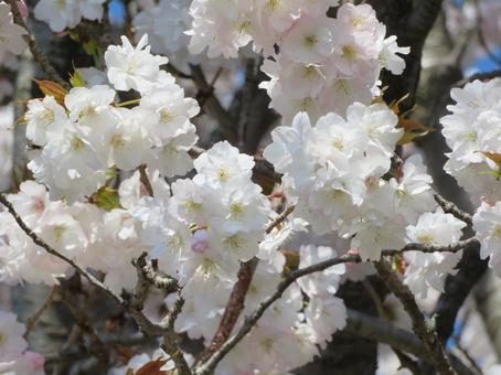 桜 桜の写真
