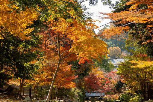 お寺の門と紅葉と秋の空 お寺の門と紅葉と秋の空 お寺,紅葉,興聖寺の写真素材