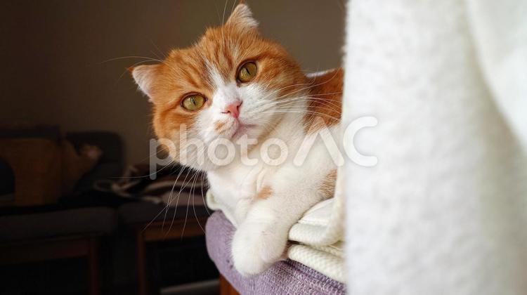 のぞき込む猫 ペット,モフモフ,猫の写真素材