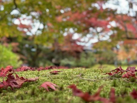 Photo, autumn leaves, plant, grass, 