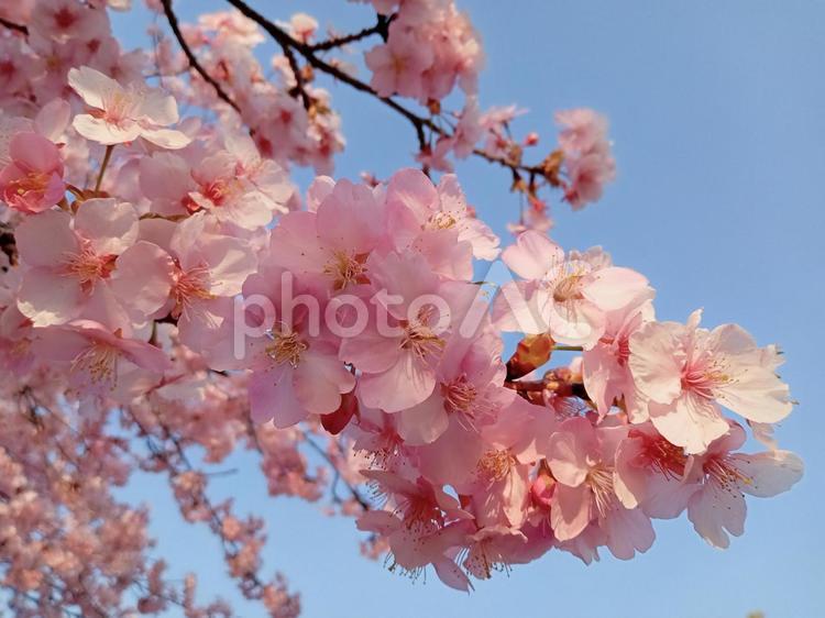 夕陽を受ける桜 春,さくら,満開の写真素材