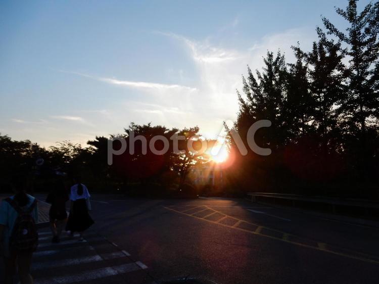木々と夕日 木,夕日,夕方の写真素材