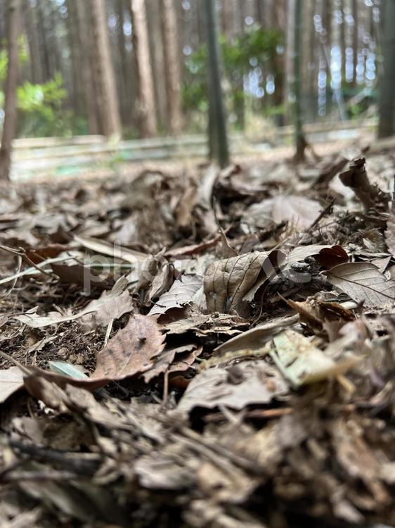 枯れた落ち葉 落ち葉,山道,枯葉の写真素材
