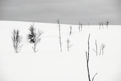 広大な雪原に佇む木立の冬景色 木立,白,雪の写真素材