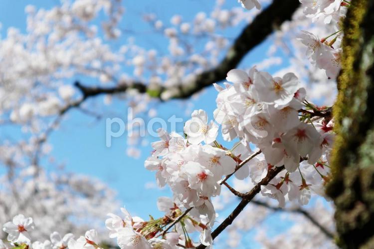 桜の木と青空 桜,ソメイヨシノ,春の写真素材