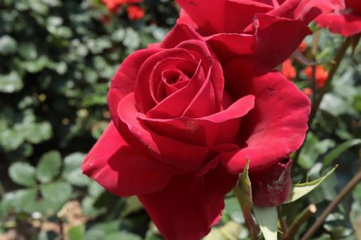 バラ園に咲く赤い薔薇の写真です バラ園に咲く赤い薔薇の写真ですの写真