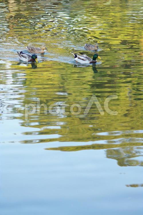 鴨の二組の夫婦 鴨,鳥,野鳥の写真素材