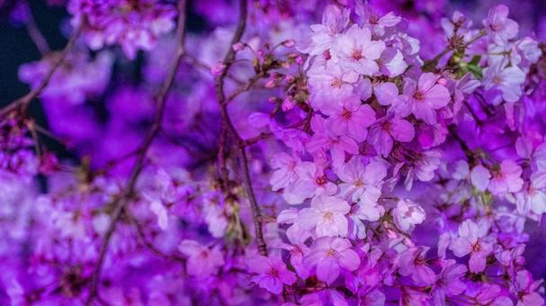夜桜5 夜桜5の写真