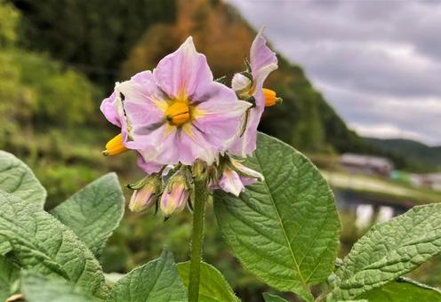 ジャガイモの花 ジャガイモ,花,綺麗の写真素材