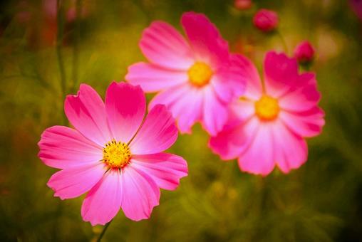 ピンクの花 ピンクの花の写真