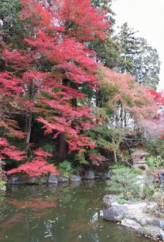 善峯寺　蓮華寿院旧跡庭 善峯寺,蓮華寿院旧跡庭,紅葉の写真素材