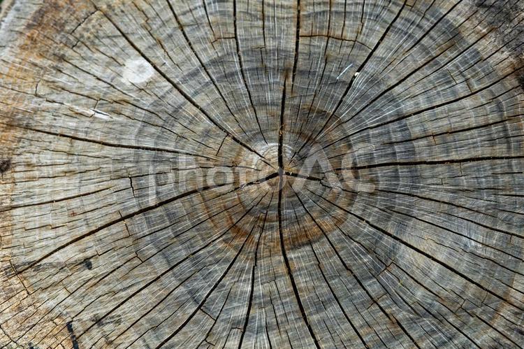 上から見た切り株の年輪 切り株,年輪,断面の写真素材