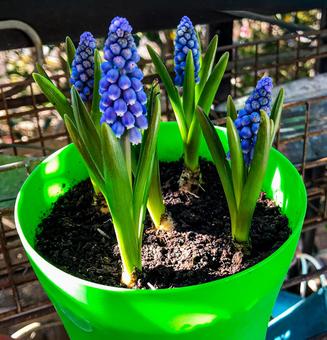 春のガーデニング　ムスカリ ガーデニング,ムスカリ,ベランダの写真素材