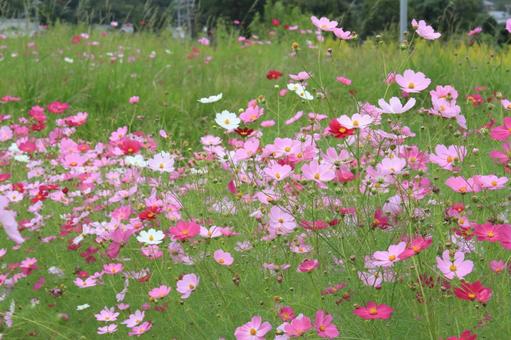 秋桜 秋桜の写真
