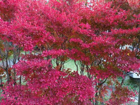 散歩道の紅葉 紅葉,１１月,晩秋の写真素材