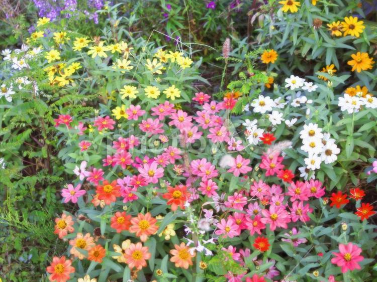 秋の道端の色とりどりの花 秋の花,公園,花壇の写真素材