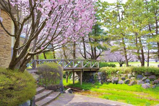 橋と桜の写真