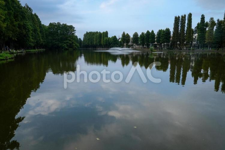別所沼公園の風景 別所沼公園,沼,湖の写真素材