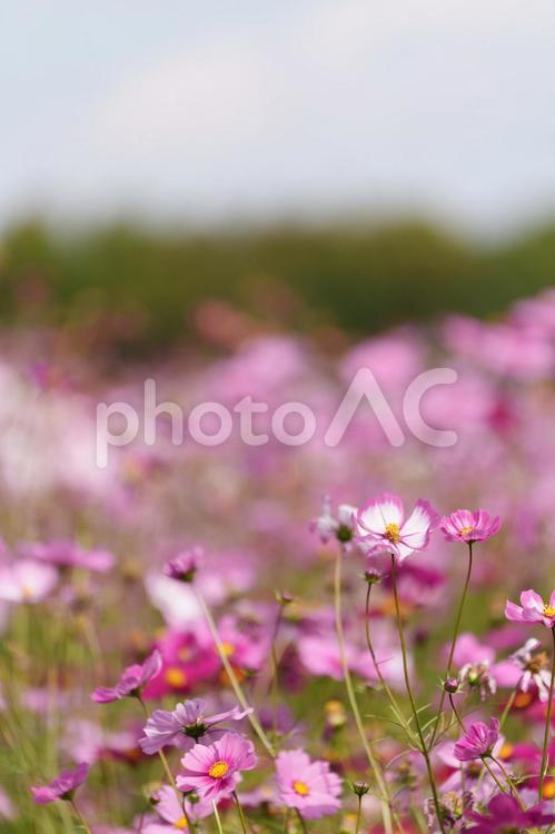 コスモス畑 コスモス,コスモス畑,秋の写真素材