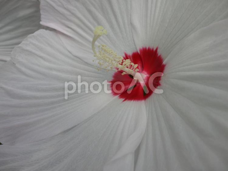 真夏に咲く大輪の花｜アメリカフヨウの迫力 アメリカフヨウ,芙蓉,白の写真素材