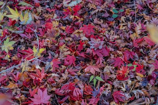 紅葉 紅葉 紅葉,植物,綺麗の写真素材