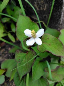 どくだみの花 どくだみの花の写真