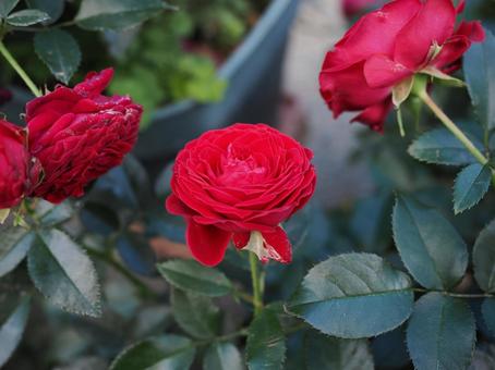 バラ園の赤い薔薇を撮った写真です バラ園の赤い薔薇を撮った写真ですの写真