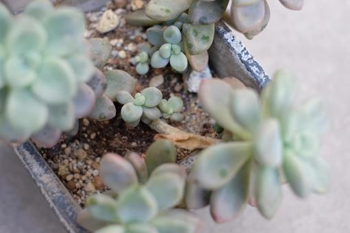 多肉植物 観葉植物,カラフル,景色の写真素材