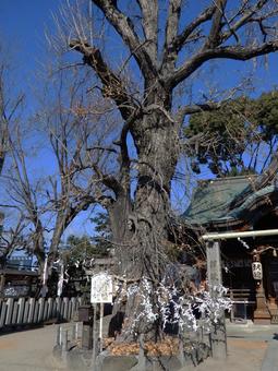 白山神社 大阪 白山神社 大阪 白山神社,大阪,お参りの写真素材