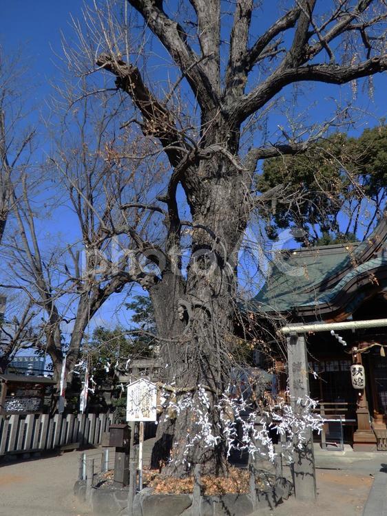 白山神社　大阪　 白山神社,大阪,お参りの写真素材