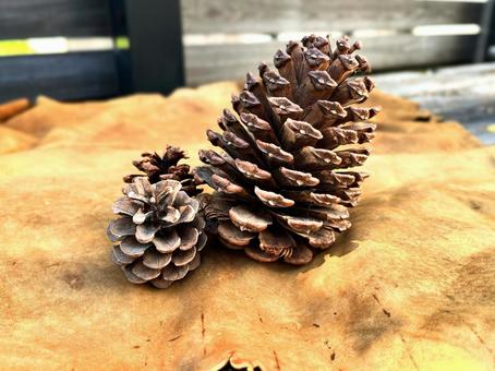 松ぼっくり 松ぼっくり,松,植物の写真素材