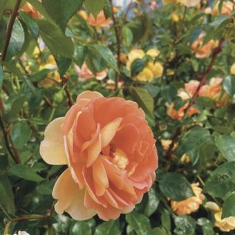 Flower Flowerの写真