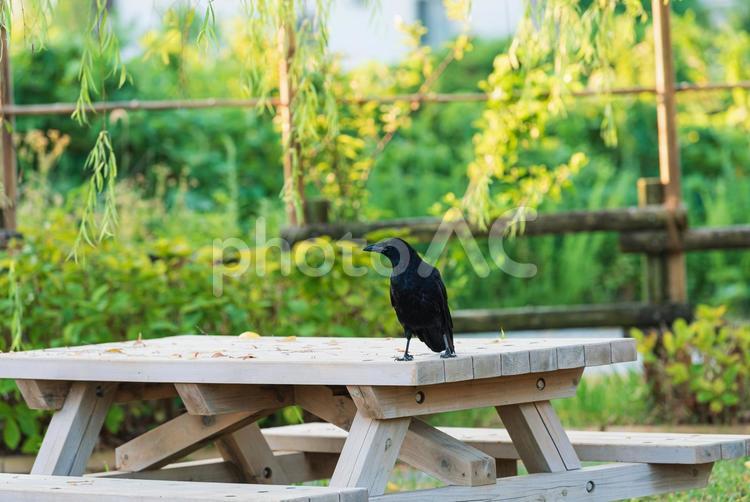 テーブルの上をちょこちょこ歩くカラス カラス,野鳥,鳥の写真素材