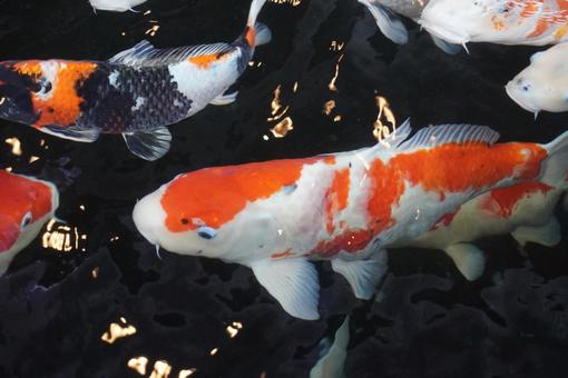 Photo, carp, koi, pool, 