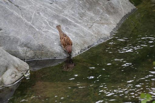 水辺で池の水を飲むすずめ 水辺,池,水の写真素材