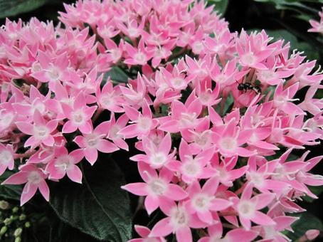Photo, a flower, spring, summer, and fall, pink color, 