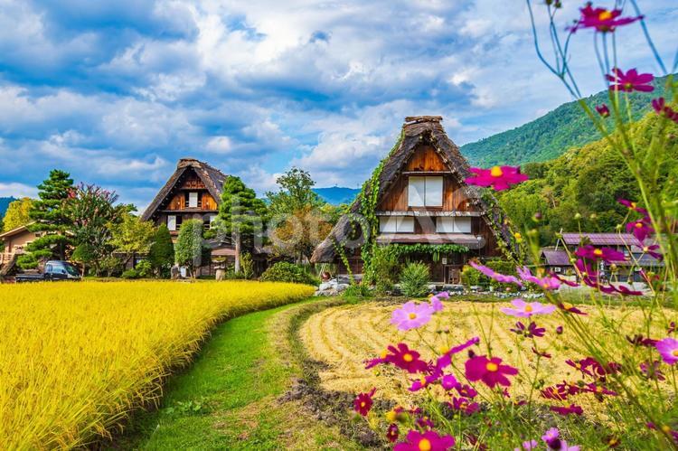 岐阜県　白川郷の風景　 白川郷,岐阜県,風景の写真素材
