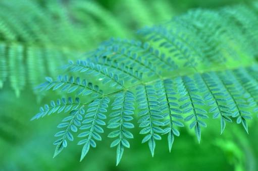 シダ シダ シダ,シダ植物,葉の写真素材