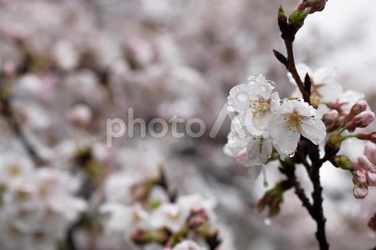 雨の日の桜 春,ボケ,木の写真素材