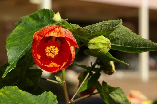 フイリアブチロン フイリアブチロン フイリアブチロン,斑入りアブチロン,アブチロンの写真素材