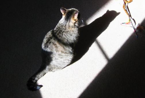 猫(キジトラ) 猫(キジトラ)の写真