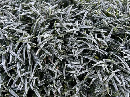 初霜 初霜,霜,11月の写真素材