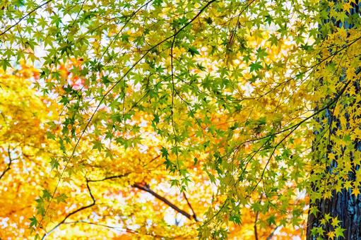 グラデーション美しい紅葉|宝福寺 グラデーション美しい紅葉|宝福寺 もみじ,美しい,カラフルの写真素材