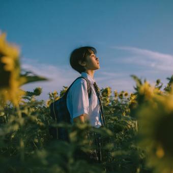 ひまわり畑を歩く女子高生の横顔の写真